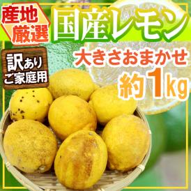 皮まで使える国産基準栽培レモン！塩レモン作りにも最適♪