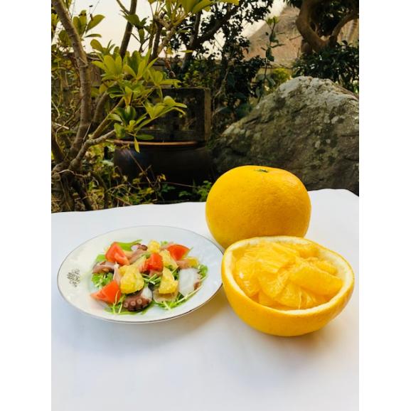 【送料無料】安政柑(あんせいかん)【２kg】02