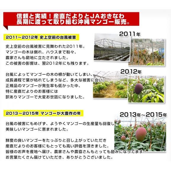 沖縄県より産地直送 JAおきなわ 完熟沖縄マンゴー 約2キロ (4玉から7玉入) 送料無料 まんごー アップルマンゴー　ギフト 夏ギフト お中元 御中元05