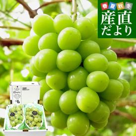 山梨県産　JAふえふき 大型シャインマスカット約1.2キロ（2房）送料無料 ぶどう ブドウ 種なしぶどう  クール便発送
