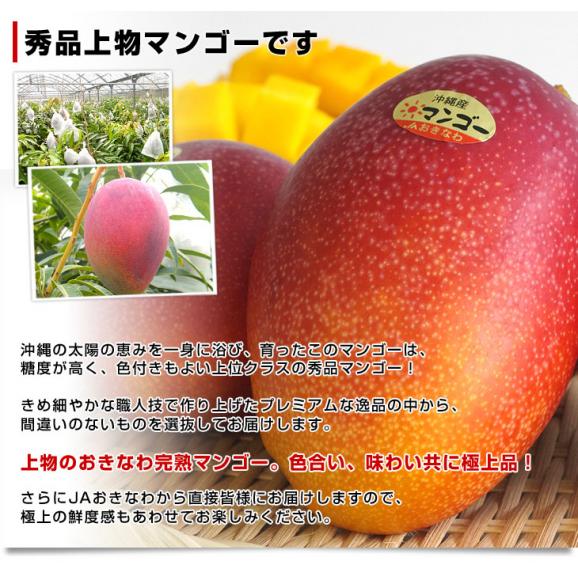 沖縄県より産地直送 JAおきなわ 完熟沖縄マンゴー 秀品 1.5キロ (4玉から5玉入り) 送料無料 まんごー アップルマンゴー　ギフト 夏ギフト お中元 御中元04