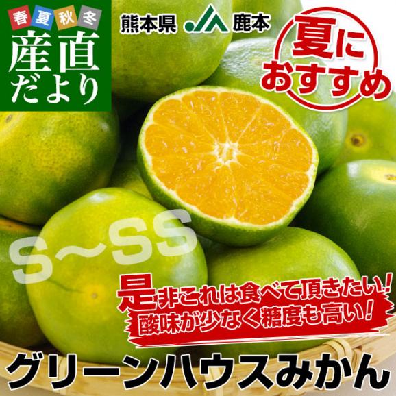 熊本県より産地直送 JA鹿本 グリーンハウスみかん SからSSサイズ 約2.5キロ（約32玉から40玉）化粧箱入り 送料無料ミカン 蜜柑02