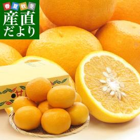 熊本県産 田の浦柑橘組合 甘夏 (あまなつ) 2LからLサイズ 3キロ (８玉から９玉) 送料無料 柑橘 オレンジ あまなつ 市場スポット