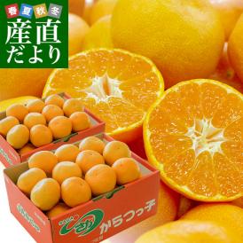 佐賀県より産地直送 JAからつ 唐津みかん「からつっ子」 MからLサイズ　2.5キロ×2箱　（合計40玉から50玉前後）送料無料