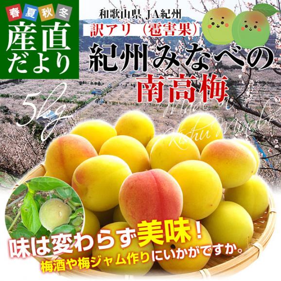 和歌山県産 JA紀州 みなべの南高梅 3Lサイズから2Lサイズ 訳アリ（雹害果） 約5キロ（120玉から180玉前後） 梅 梅干 梅干し 梅酒 梅サワー 梅ジャム うめ ウメ02