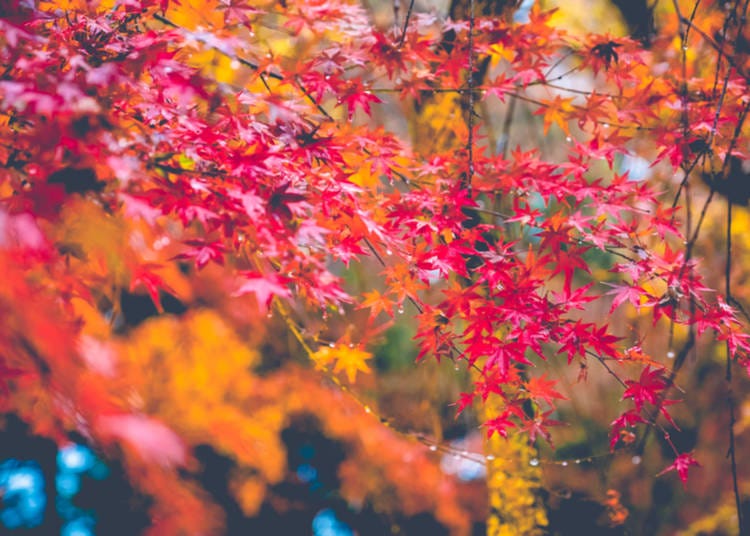 1. What’s the weather like in Tokyo in autumn