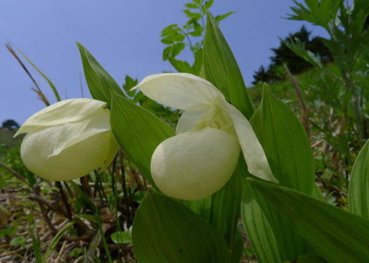 Rebun lady’s slipper orchids (photo by: Rebun Hana Guide Club)