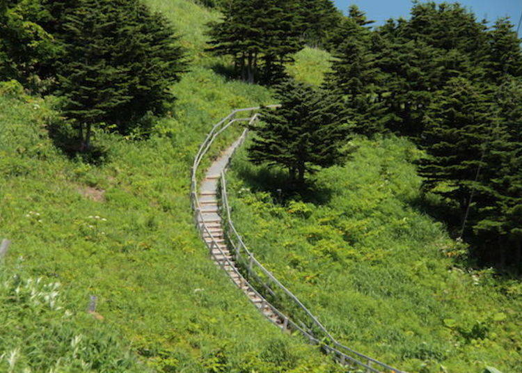 The path is open to coincide with the blooming of the flowers from the end of May to early June (photo by: Rebun Hana Guide Club)