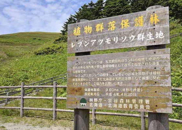 告示牌后方的斜坡上，「礼文敦盛草」开得正旺。