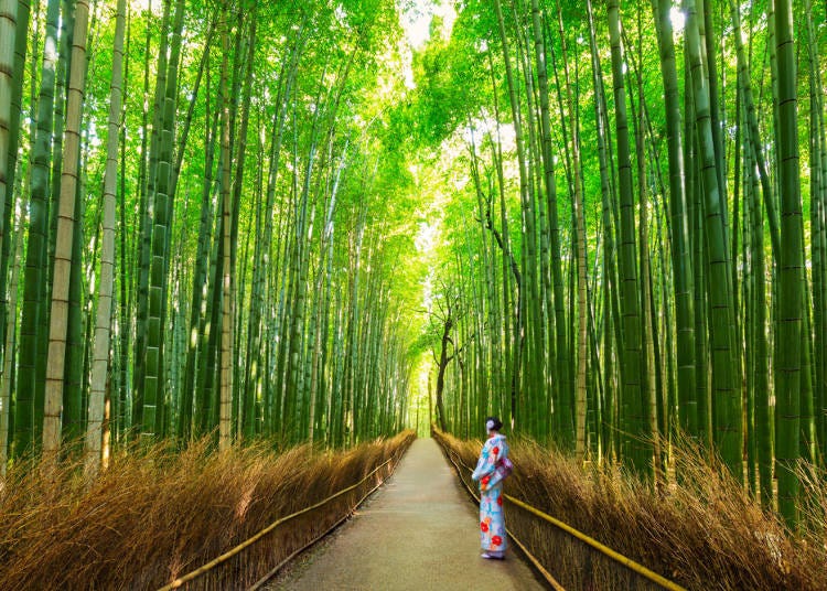 京都必去②岚山