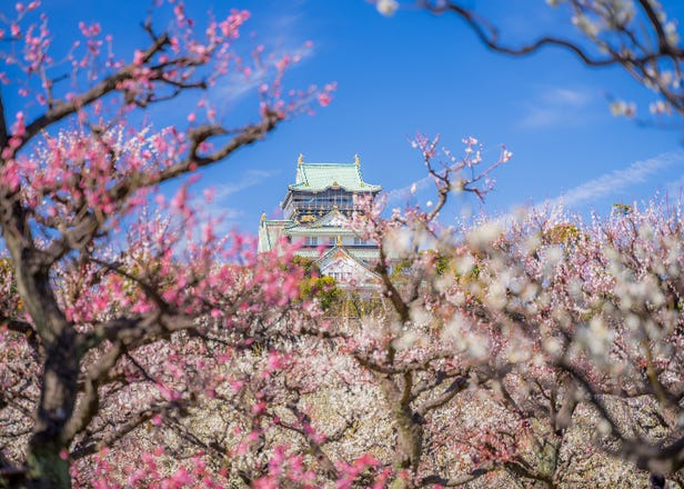 What to Do in Osaka & Kyoto in February 2025: Enjoy Japan's Exciting Winter Events