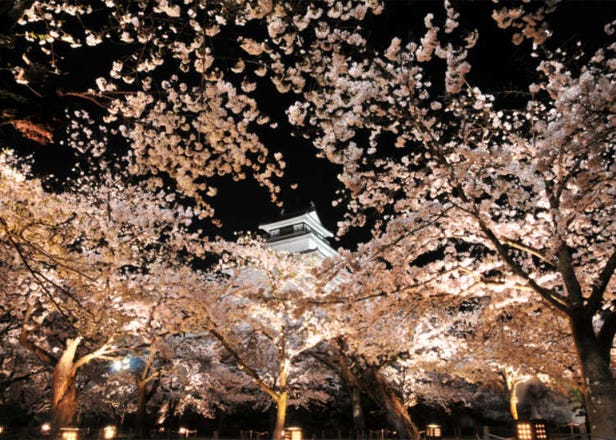 10 Cherry Blossom Festivals to Enjoy in Japan's Tohoku Region in 2025