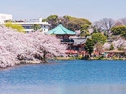 3月下旬～4月上旬　上野樱花祭