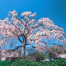 圆山公园