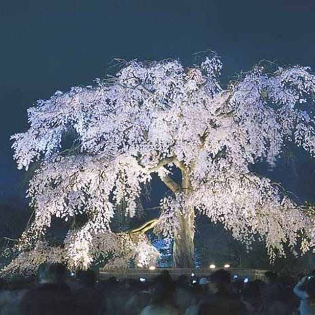 Maruyama Park