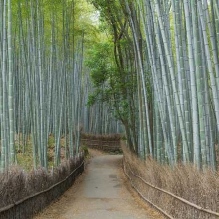 Chikurin-no-Michi (bamboo forest)